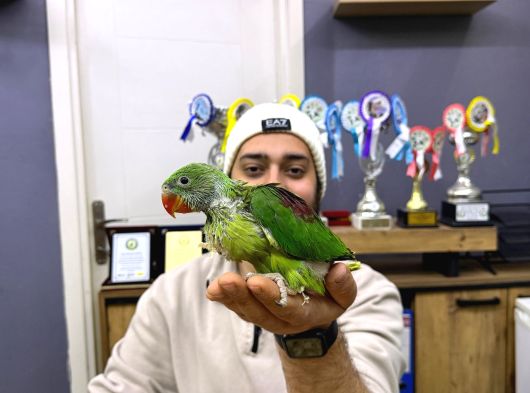 45-50 Günlük Bebek El Besleme İskender Papağani Yavrular görsel