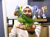 45-50 Günlük Bebek El Besleme İskender Papağani Yavrular