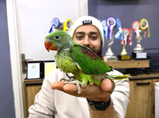 45-50 Günlük Bebek El Besleme İskender Papağani Yavrular görsel