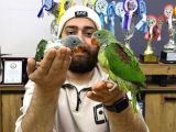 45-50 Günlük Bebek El Besleme İskender Papağani Yavrular