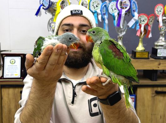 45-50 Günlük Bebek El Besleme İskender Papağani Yavrular görsel
