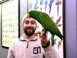 Konuşan Ek15 Mi̇kroçi̇pli̇ Eclectus Papağani Eği̇ti̇mli̇