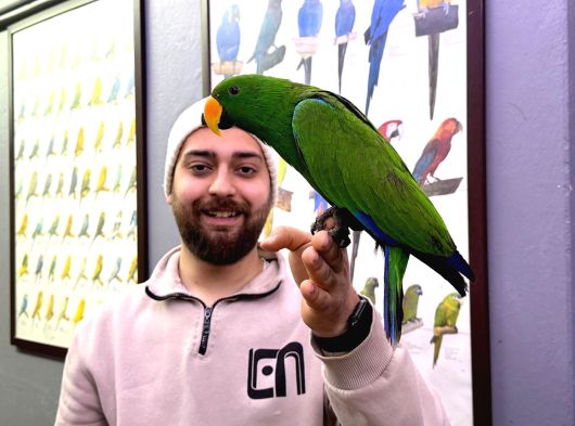 Konuşan Ek15 Mi̇kroçi̇pli̇ Eclectus Papağani Eği̇ti̇mli̇ görsel