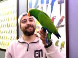 Konuşan Ek15 Mi̇kroçi̇pli̇ Eclectus Papağani Eği̇ti̇mli̇