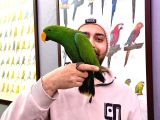 KONUŞAN EK15 MİKROÇİPLİ ECLECTUS PAPAĞANI EĞİTİMLİ