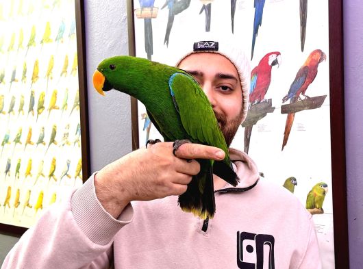 Konuşan Ek15 Mi̇kroçi̇pli̇ Eclectus Papağani Eği̇ti̇mli̇