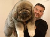 Dev Kafkas çoban köpeği