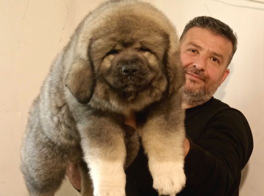 Dev Kafkas Çoban Köpeği