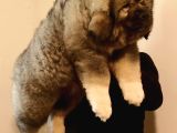 Dev Kafkas Çoban Köpeği