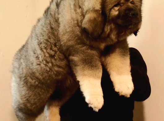 Dev Kafkas Çoban Köpeği görsel