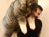 Dev Kafkas Çoban Köpeği