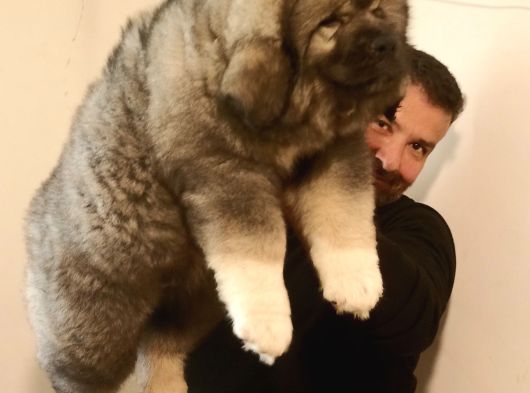 Dev Kafkas Çoban Köpeği görsel