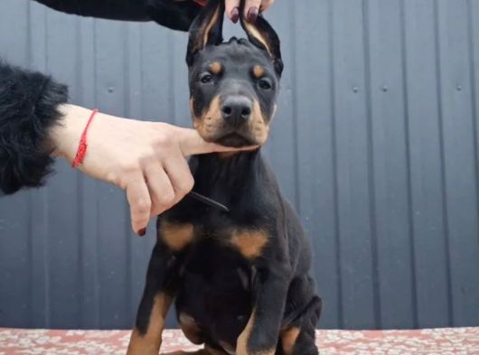 King Doberman Kalite Yavrular Gel Gör Al Elden Teslim