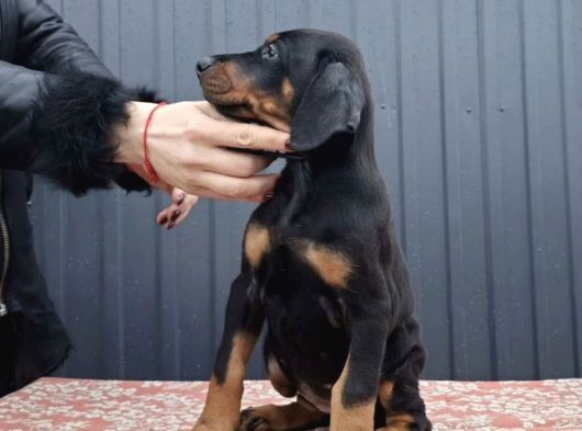 King Doberman Kalite Yavrular Gel Gör Al Elden Teslim görsel