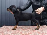 King Doberman Kalite Yavrular Gel Gör Al Elden Teslim