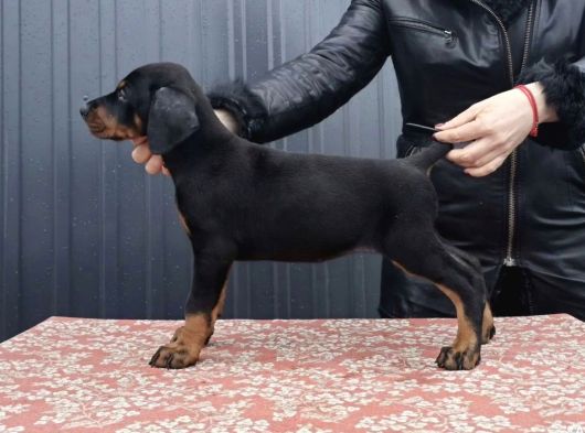 King Doberman Kalite Yavrular Gel Gör Al Elden Teslim görsel
