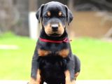 King Doberman Kalite Yavrular Gel Gör Al Elden Teslim