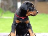 King Doberman Kalite Yavrular Gel Gör Al Elden Teslim