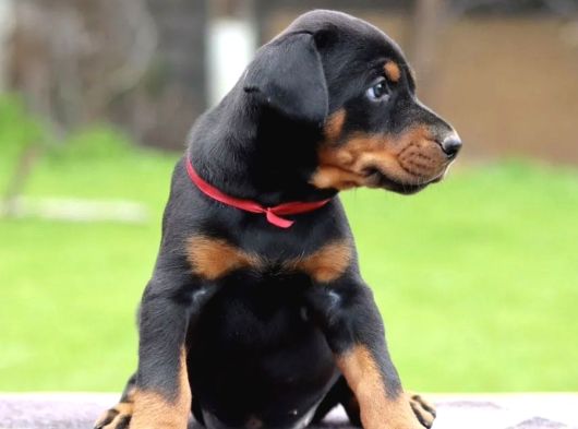 King Doberman Kalite Yavrular Gel Gör Al Elden Teslim görsel