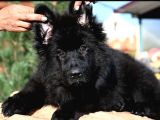 Solid black ayı