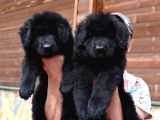 Solid Black Ayı