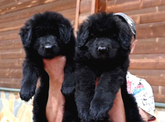 Solid Black Ayı görsel