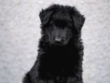 Solid Black Ayı