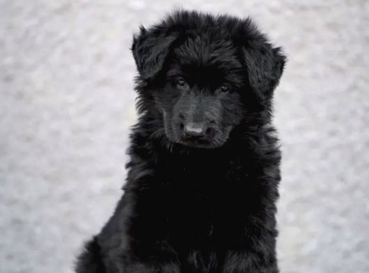 Solid Black Ayı görsel