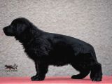 Solid Black Ayı
