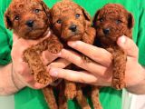 Kore Teacup ve Toy Poodle Yavruları