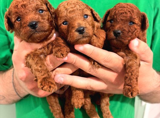 Kore Teacup Ve Toy Poodle Yavruları