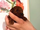 Kore Teacup Ve Toy Poodle Yavruları