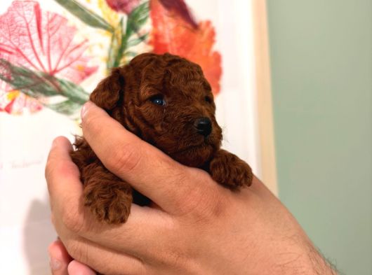Kore Teacup Ve Toy Poodle Yavruları görsel