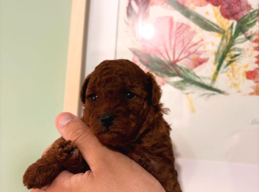 Kore Teacup Ve Toy Poodle Yavruları görsel