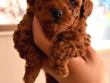 Kore Teacup Ve Toy Poodle Yavruları