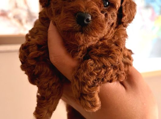 Kore Teacup Ve Toy Poodle Yavruları görsel