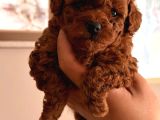 Kore Teacup Ve Toy Poodle Yavruları
