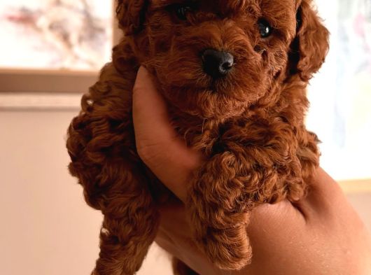 Kore Teacup Ve Toy Poodle Yavruları görsel