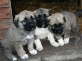 Safkan Aşili Kangal Yavrularimiz