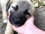 Safkan Aşili Kangal Yavrularimiz