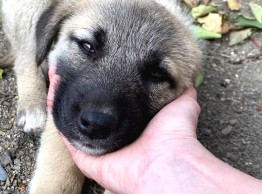 Safkan Aşili Kangal Yavrularimiz görsel