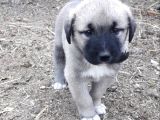 SAFKAN AŞILI KANGAL YAVRULARIMIZ