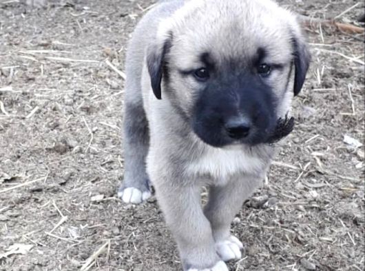 SAFKAN AŞILI KANGAL YAVRULARIMIZ
