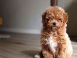Orijinal Teacup Maltipoo