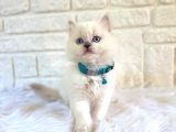 Muhteşem Yavrumuz British Longhair Erkek Blue Point