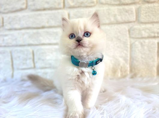 Muhteşem Yavrumuz British Longhair Erkek Blue Point görsel