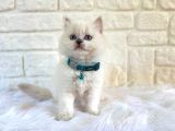 Muhteşem Yavrumuz British Longhair Erkek Blue Point