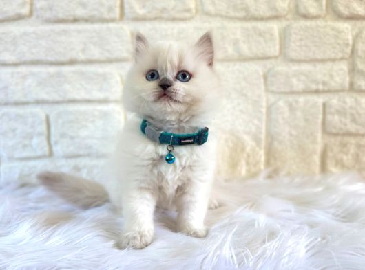 Muhteşem Yavrumuz British Longhair Erkek Blue Point
