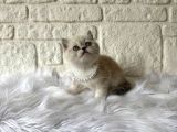 British Shorthair Blue Point Dişi 2 Aylık