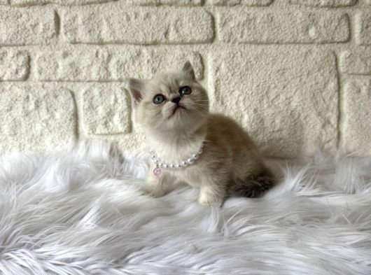 British Shorthair Blue Point Dişi 2 Aylık görsel